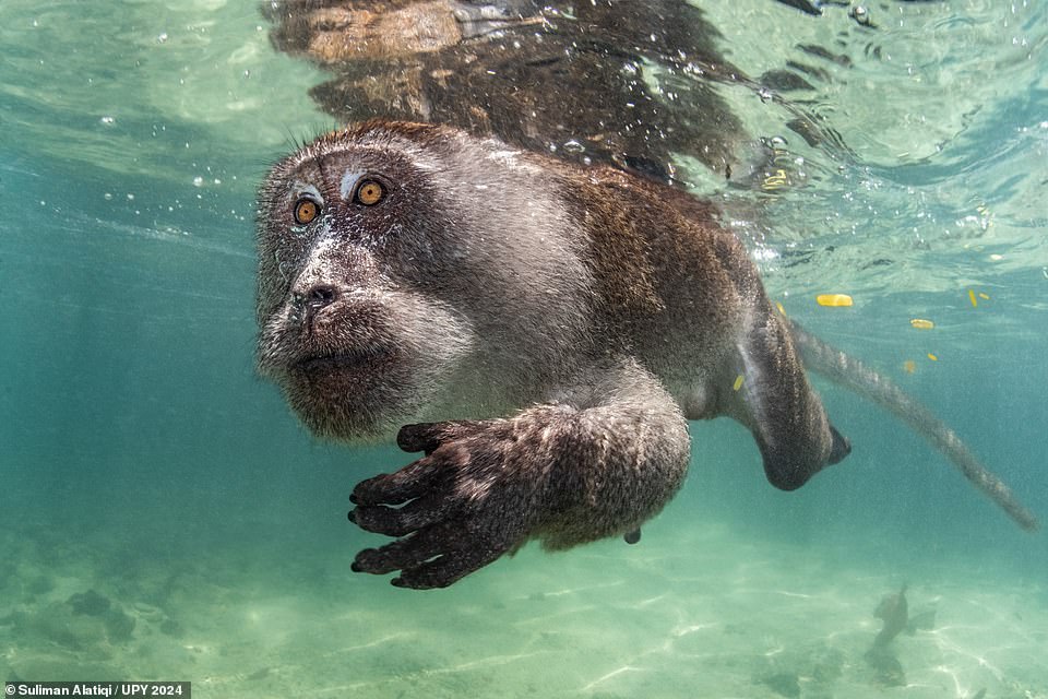 This image gives a rare glimpse of a male macaque's swimming skills in the waters of Thailand's Phi Phi Islands. So says photographer Suliman Alatiqi, from Kuwait, who captured the moment while documenting the behaviour of the crab-eating monkeys. 'The macaques have adapted very well to living around the sea and will venture into the water for various reasons including transportation, scavenging, cooling down and playing,' he explained. 'Highly efficient swimmers, they can dive for up to half a minute and can cover short distances faster than most humans.' Judges awarded it third place in the 'Portrait' category and described it as 'an unusual subject that will always stand out'