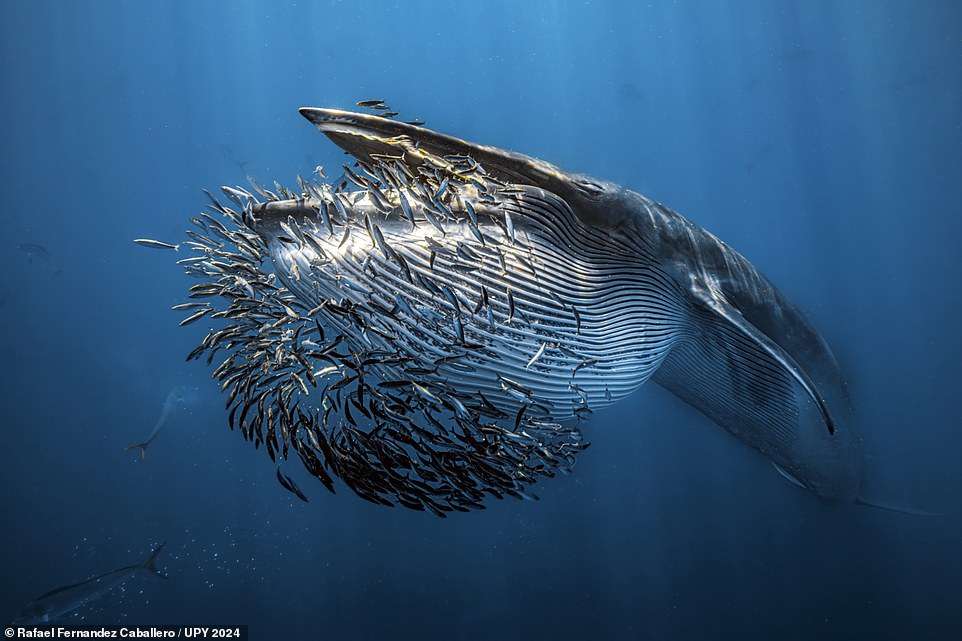 Rafael Fernandez Caballero is behind the lens of this magnificent shot of a Bryde's whale feasting on sardines in Mexico. The Spanish photographer said he experienced the 'unique spectacle' last year in the open Pacific waters of Magdalena Bay. 'They patrolled the waters, searching for bait balls to get their bellies full of hundreds of kilograms of fish,' he added. 'This photo shows the very moment of attack... simply unforgettable.' It takes the gong in the 'Behaviour' category