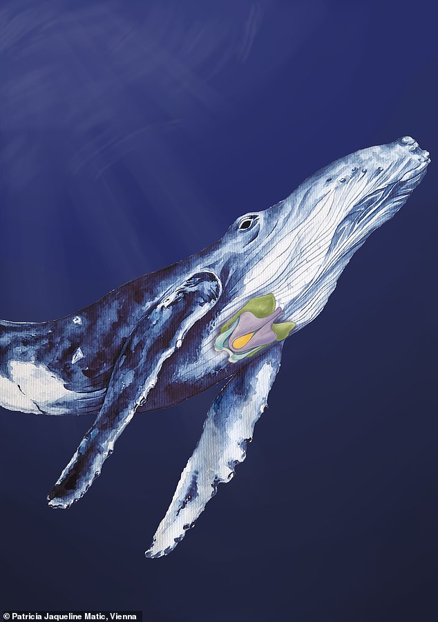 Dieses Gemälde eines Buckelwals zeigt die Knorpel des Rachens des Tieres, einen Teil der Strukturen, die Geräusche erzeugen