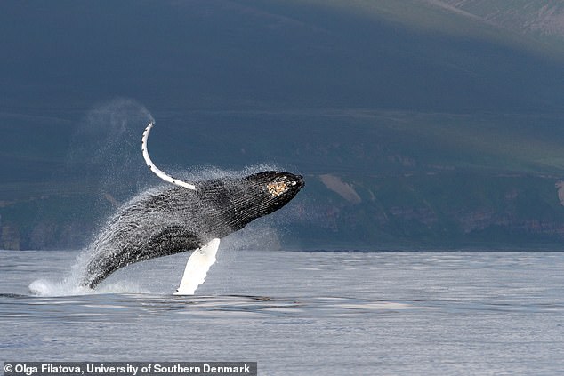 Ein Buckelwal bricht in der Nähe der Bering-Insel auf Kamtschatka aus.  Buckelwale und andere Bartenwale erzeugen Geräusche, indem sie Luft durch eine einzigartige Struktur in ihrer Kehle zirkulieren lassen
