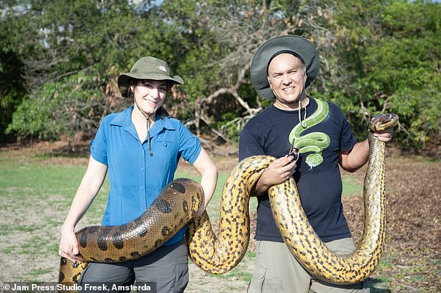 Wenn Sie kein Fan von Schlangen sind, schauen Sie jetzt weg.  Die größte Schlange der Welt wurde im Amazonas-Regenwald entdeckt – und mit einer Länge von 26 Fuß und einem Gewicht von 440 Pfund ist sie ein absoluter Hammer