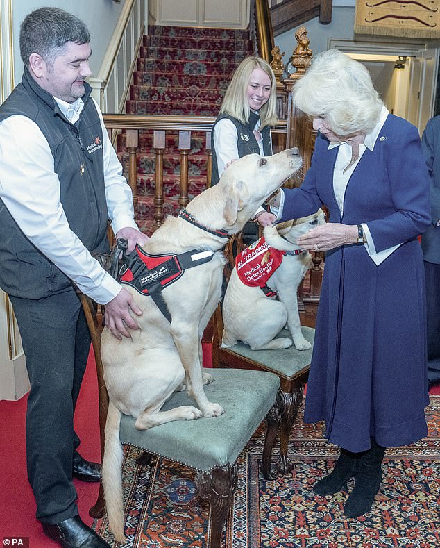 Königin Camilla begrüßte heute im Rahmen einer Veranstaltung anlässlich des 15-jährigen Jubiläums der Wohltätigkeitsorganisation Medical Detection Dogs zwei vierbeinige Gäste im Clarence House
