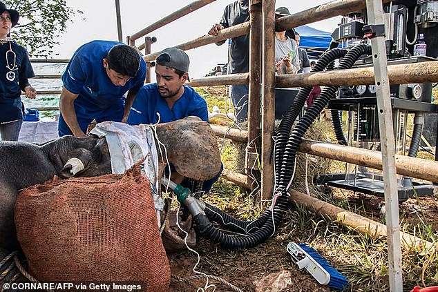 Ein Handout-Bild der kolumbianischen Regierung zeigt die laufende Sterilisation eines männlichen Nilpferds im Wert von 10.000 US-Dollar
