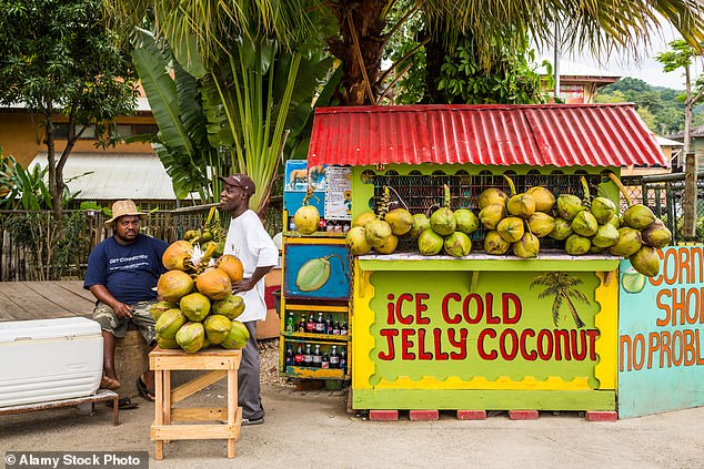 Ein Straßenkiosk, der Kokosnüsse in der Umgebung von Ocho Rios an der Nordküste der Insel verkauft