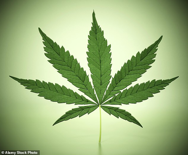 Orange River Capital gibt bekannt, einen 49-prozentigen Anteil an Greengrow Capital, einer medizinischen Cannabisplantage in Südafrika, gekauft zu haben