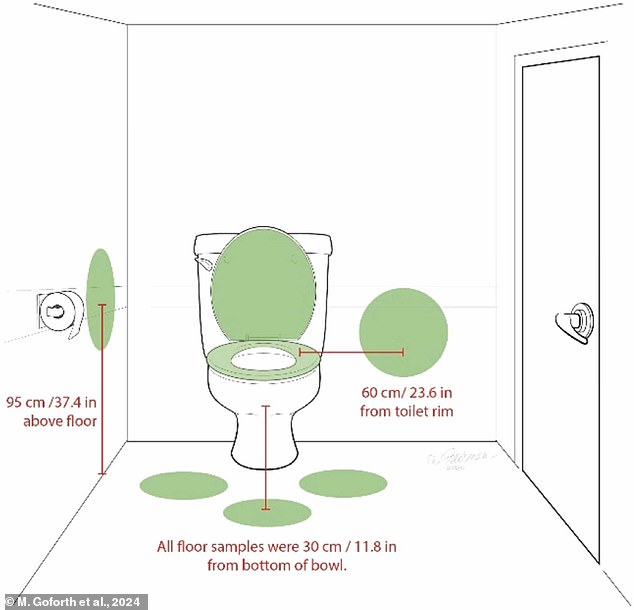 Forscher besiedelten eine Toilette mit MS2-Bakterien, einem Modell für E. Coli, und nahmen eine Minute nach dem Spülen Proben aus den Bereichen rund um die Toilette