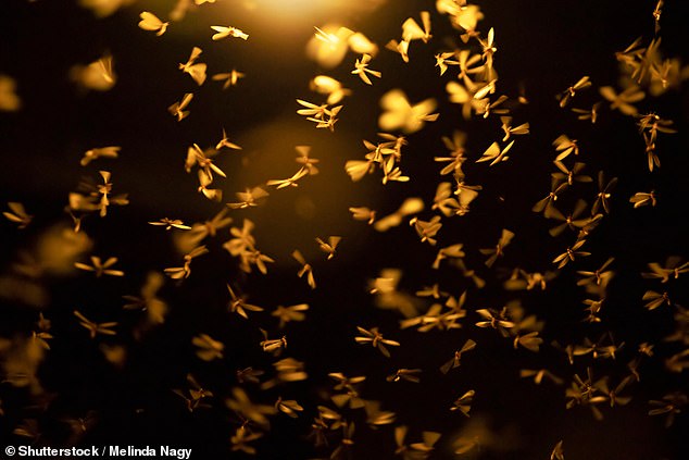 Seit Jahren gehen Wissenschaftler davon aus, dass Insekten künstliches Licht als Fluchtweg interpretieren oder Insekten durch die Lichtquelle geblendet werden