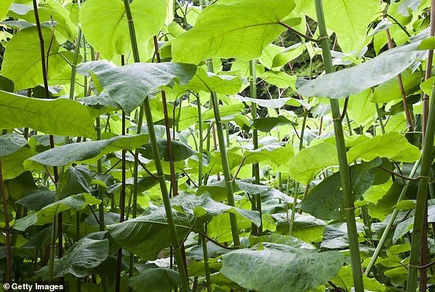 Japanischer Staudenknöterich kann eine teure und zerstörerische Kraft in Ihrem Garten sein, aber viele Menschen haben Schwierigkeiten, diese invasive Pflanze zu identifizieren