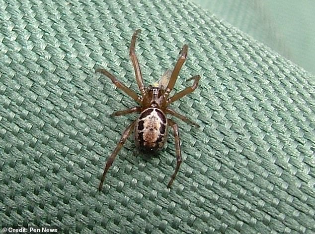 Ein Fünfjähriger war nach einem Biss von „Großbritanniens gefährlichster Spinne“ buchstäblich von Kopf bis Fuß mit Ausschlägen übersät und konnte nicht mehr laufen