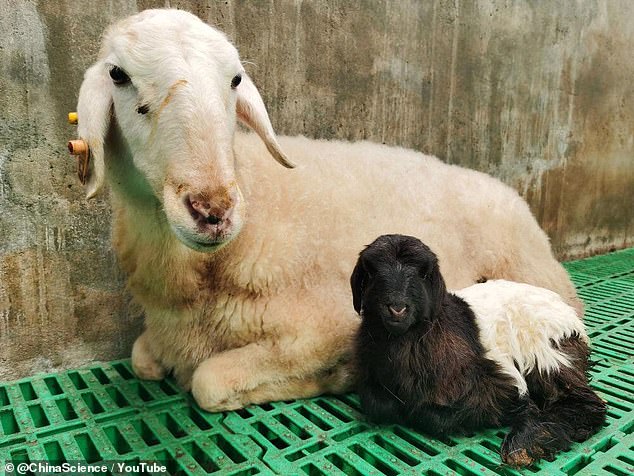 Das Baby sitzt bei seiner Leihmutter.  Die beiden sind genetisch nicht verwandt.  Wissenschaftler planen, die tibetische Ziegenpopulation durch Klonen mit Schafböcken anzureichern, die Ziegen mit hochwertigerer Wolle zeugen können