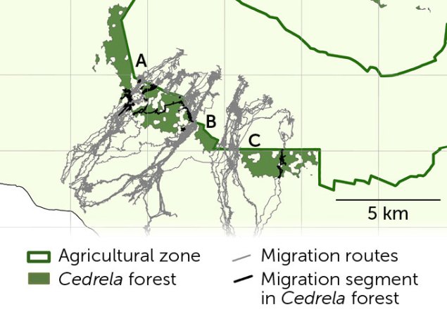 A map of tortoise migration routes relative to Cedrela forests on Santa Cruz island