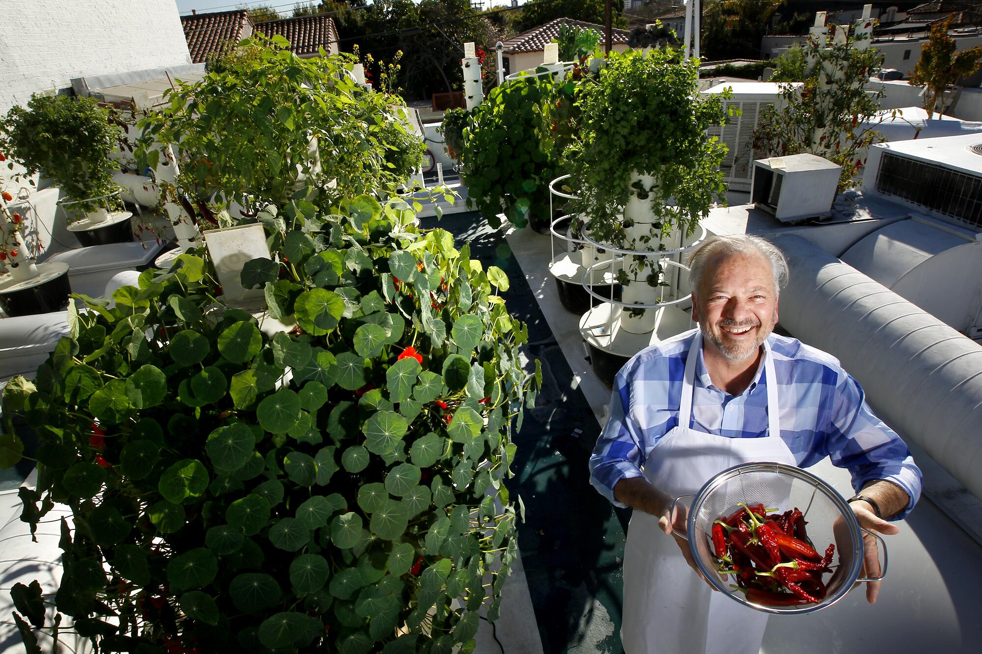 Rivera-Chefkoch John Sedlar hält einen Behälter mit Chilis in seinem nachhaltigen Dachgarten Cielo Verde.