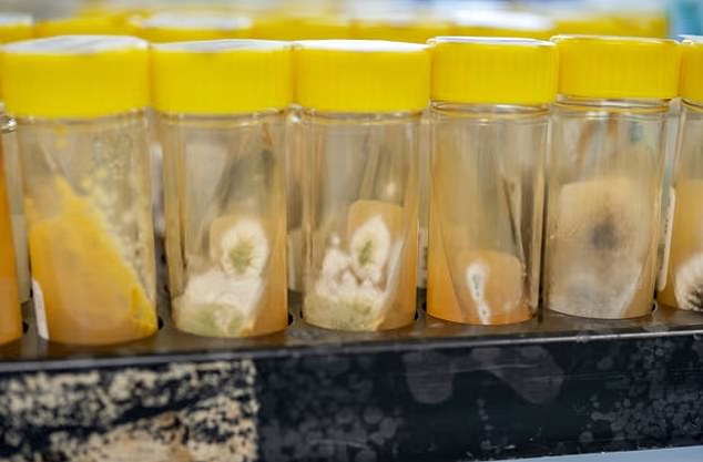 Die Pilzinfektion Candida auris nimmt weltweit zu, während australische Forscher nach einer Behandlung suchen