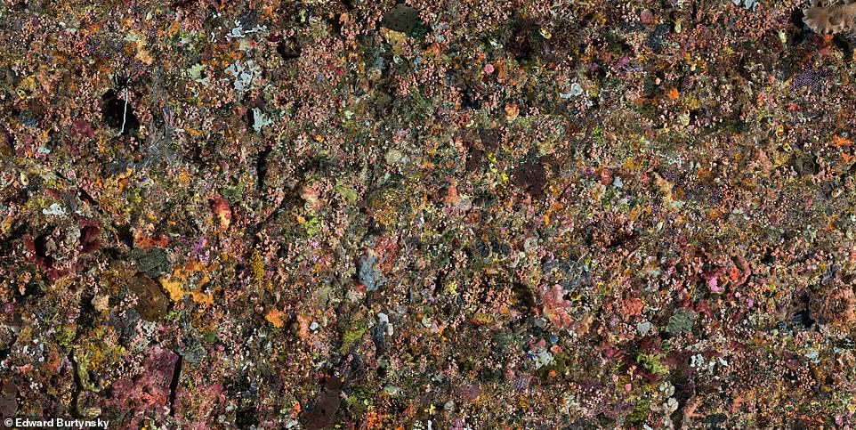 PENGAH WALL, KOMODO NATIONAL PARK, INDONESIA, 2017: 'Here¿s what a healthy coral environment looks like,' says the book, 'a riot of colour teeming with life and reminiscent of a mid-century "all-over" abstraction à la Jackson Pollock. A challenging photograph to create, the subject is in a remote and dark location, at a depth of 65 feet off the coast of Indonesia and somewhat protected by its UNESCO Natural World Heritage designation. A team of 12 divers was required to accomplish this mural, which is made up of multiple images electronically stitched together. Alarmingly, this spectacular coral wall is among the declining survivors of global warming and ocean acidification. Such habitats are falling victim to rising ocean temperatures, industrial pollution, dynamite fishing, and to urban development'