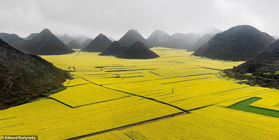 CANOLA FIELDS, LUOPING, YUNNAN PROVINCE, CHINA, 2011: The book says: 'Here we see a surreal scene of storybook mountains and monochromatic monoculture, industrial farming... that leads to high yields at the cost of soil degradation, reduced biodiversity and a heavy reliance on polluting chemicals'