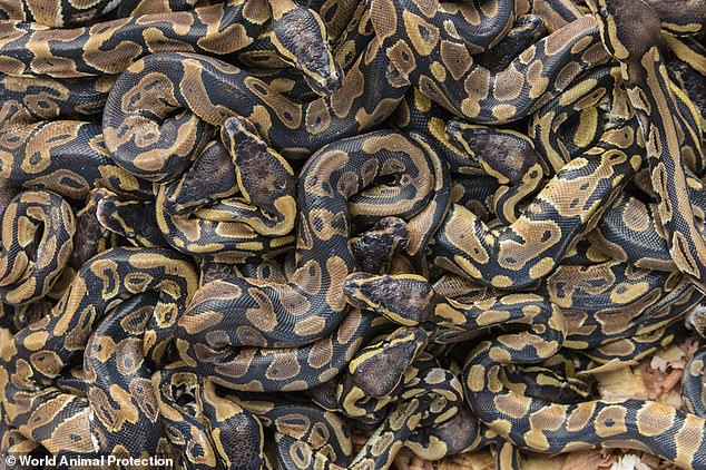Many animals, such as these ball pythons which were being exported via Ethiopian Airlines, are raised to be pets