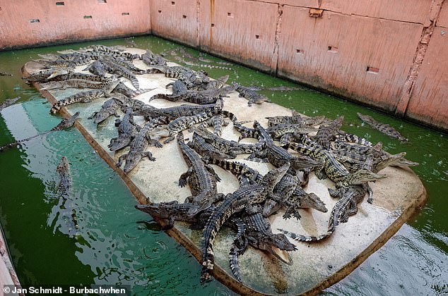Other animals like crocodiles and alligators are raised for their body parts which are valuable to the fashion industry. This photo is taken at an overcrowded farm in Thailand with over 50,000 crocodiles