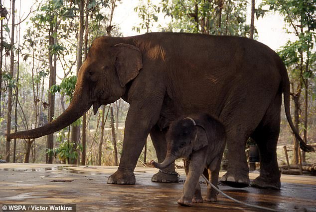Working elephants like these in Thailand often face health and psychological issues as they are forced to entertain tourists