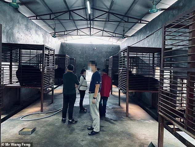 In farms like this in China, the bile of live bears is harvested daily. It is believed that there are about 20,000 bears in captivity across 40 farms