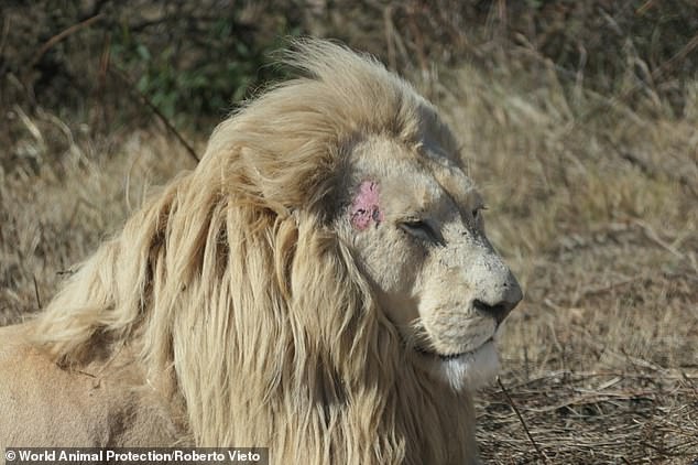 In South Africa, 7,979 lions are farmed at 366 facilities which often keep the animals in poor conditions. This animal can be seen to have a skin lesion with possible complication scabies due to mistreatment
