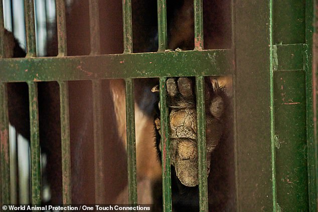 Bears can survive an extremely long time in captivity. This bear pictured was rescued from a farm near Ho Chi Minh City, Vietnam after 20 years in captivity