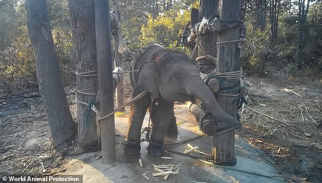Around the world 5.5 billion wild animals are being farmed for profit. In this photo from undercover footage taken between 2018 and 2020, you can see how baby elephants are trained to submit to humans at farms in Thailand