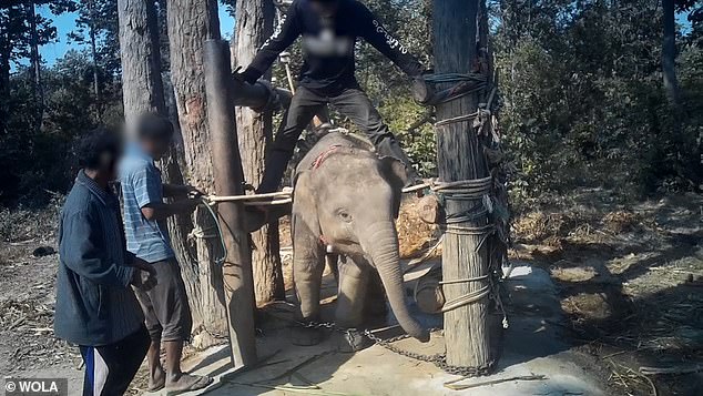 This undercover footage shows as a man stands on a baby elephant in a 'crush box' which is used to restrain the elephant. Here you can see how OonBoon, a two-year-old elephant, is being prepared to carry tourists and follow human instruction