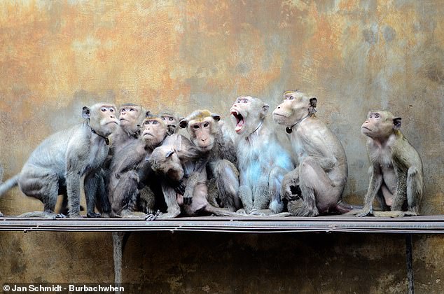 These Macaques are pictured at a farm in northern Vietnam which held 2,000 macaques in 2012