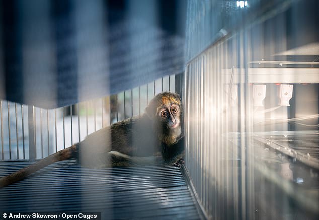 Wild animals are farmed and sold in markets across the world, but their trade increases the risk that diseases will spread from animals to humans. The sale of wild animals like this monkey in a Thai market allows diseases to spread across the world
