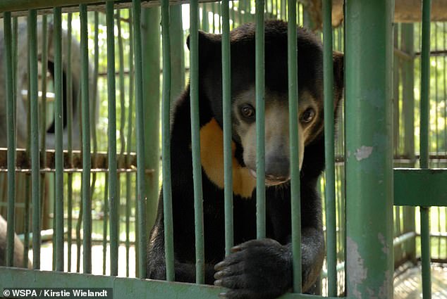 Some advocates for wildlife farming claim that it can boost conservation by taking pressure off the wild population, however, experts dispute this claim and suggest that in cases such as the Sun Bear (pictured) farming has actually harmed the wild population