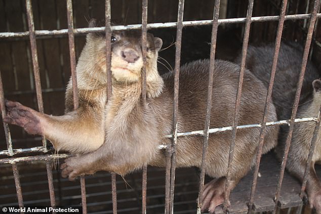 The demand for pet otters in Japan has led to a rise in their farming. However, this has only further boosted demand and has led to some farms being used to 'launder' wild-caught animals. Pictured is a breeding farm in Malang, Indonesia suspected of laundering wild otters to supply a chain of interactive otter cafes in Japan