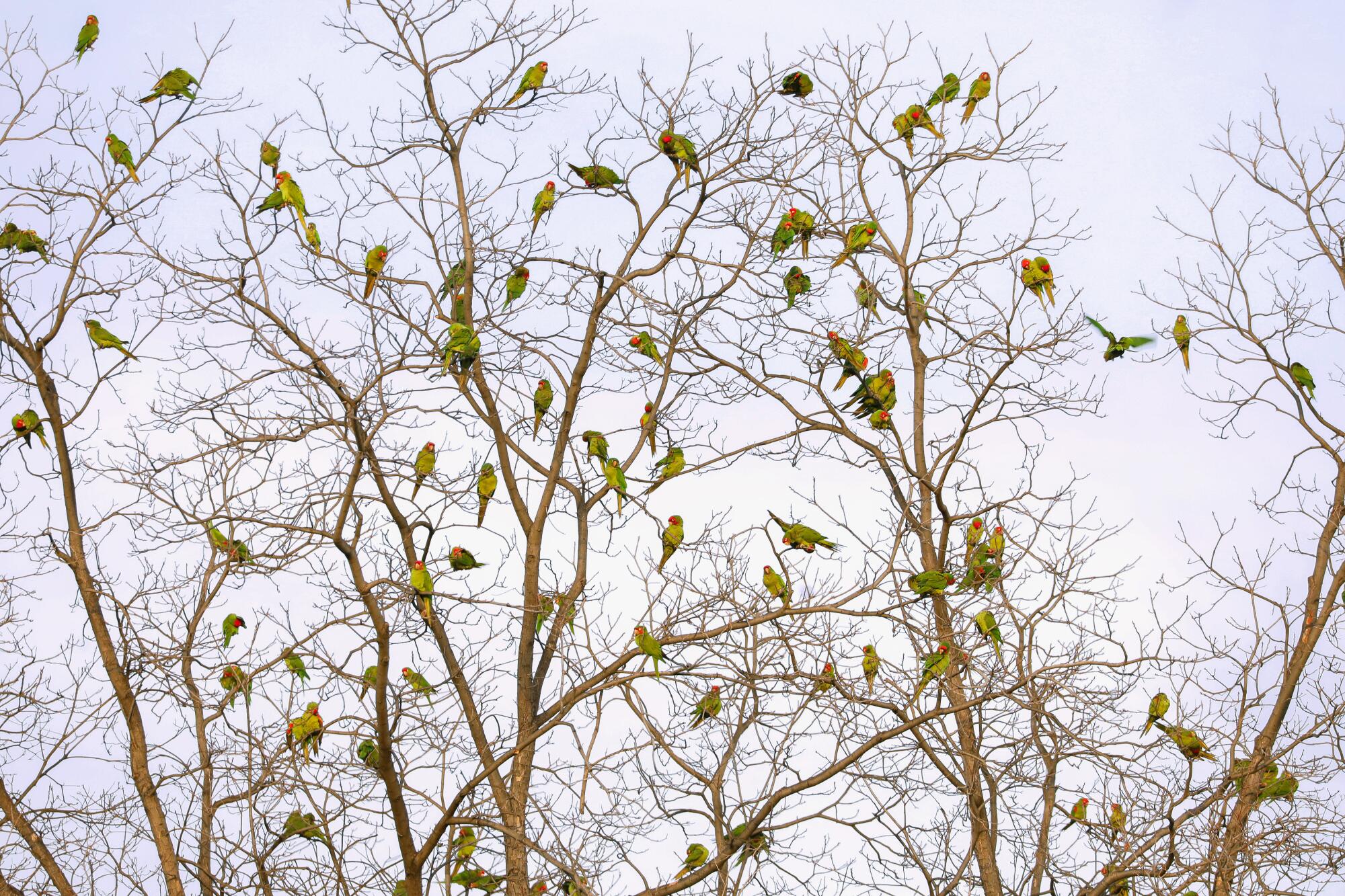 Papageien füllen die Äste eines Baumes.