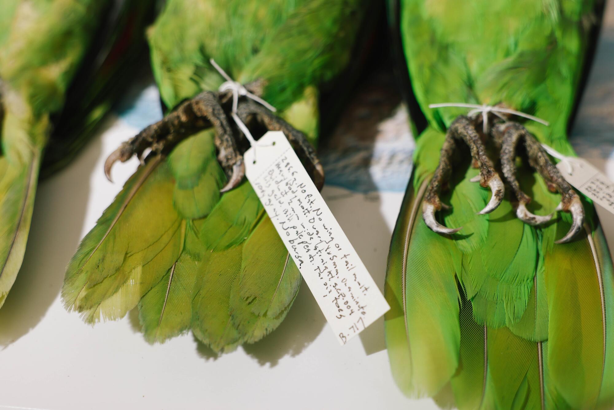 Eine Schnur fesselt die Füße eines Papageienpaares in einem Labor