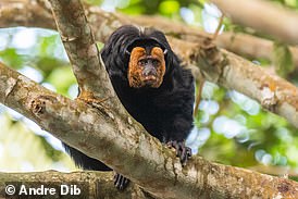 Der Amazonas-Regenwald, manchmal auch „die Lunge der Erde“ genannt, ist die Heimat von mehr als 10.000 Pflanzen- und Tierarten.  Sie sind vom Aussterben bedroht, wenn zu viel vom Amazonas verloren geht