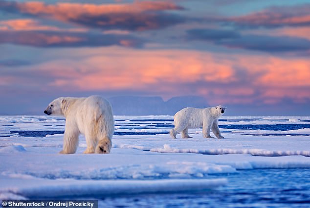 Eisbären litten in den letzten Jahrzehnten unter Unterernährung, da das Meereis – ihr Jagdrevier – jedes Jahr kleiner wird