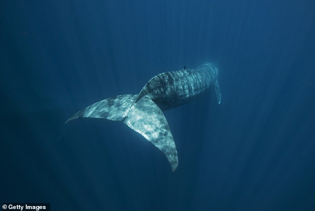 Blauwale durchstreifen die Ozeane die meiste Zeit allein und nutzen ihren Gesang, um Partner zu finden.  Erhöhter Schiffslärm in der Arktis würde ihnen das erschweren