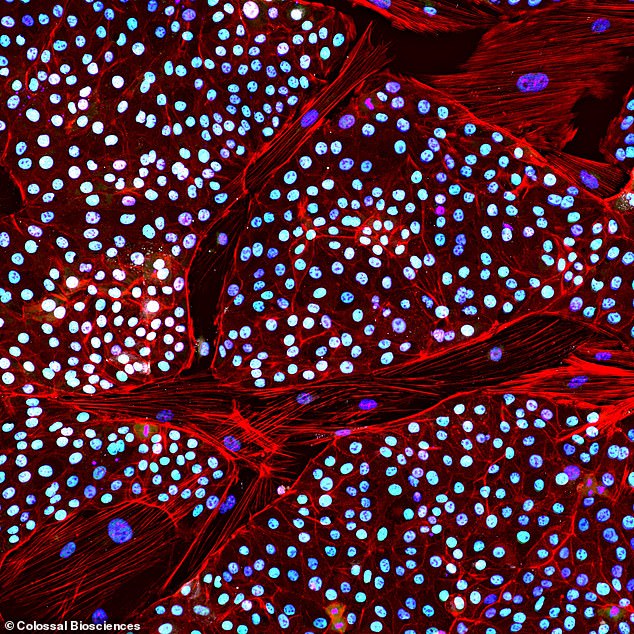 Dieses Bild zeigt die Kolonien induzierter pluripotenter Stammzellen, die von Elefanten stammen.  Diese Zellen haben die einzigartige Fähigkeit, in jede andere Zelle im Körper hineinzuwachsen, was sie zu einer perfekten Basis zum Testen und Züchten von Mammut-Elefanten-Hybriden macht