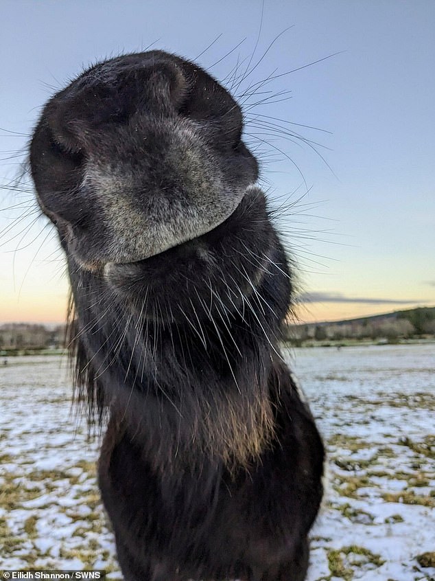 Ganz nah dran: Suzie, das neugierige Dartmoor-Pony von Eilidh Shannon, 12, aus Aberdeenshire