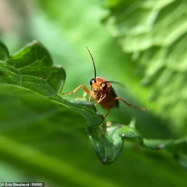 Es ist das Leben eines Käfers: Ein Makrofoto eines Käfers mit erstaunlichen Details von Erin Shepherd, 17, aus Nottinghamshire