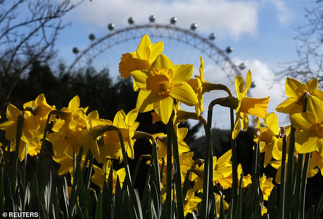 Narzissen blühen im St. James's Park mit dem London Eye im Hintergrund, London, 23. Februar 2024