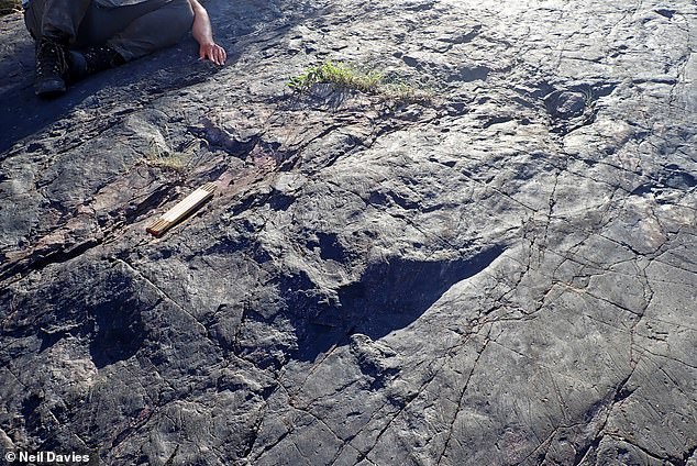 Hier untersuchen Wissenschaftler das Fossil eines großen Baumstumpfes.  Obwohl sie nicht so groß sind wie ihre modernen Nachkommen, konnten diese alten Bäume zwischen zwei und vier Meter hoch werden