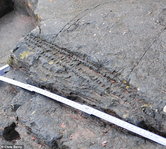 Die Fossilien konservieren umgestürzte Baumstämme (im Bild) in bemerkenswerter Detailgenauigkeit und zeigen die Muster, die ihre Rinde bedeckt hätten