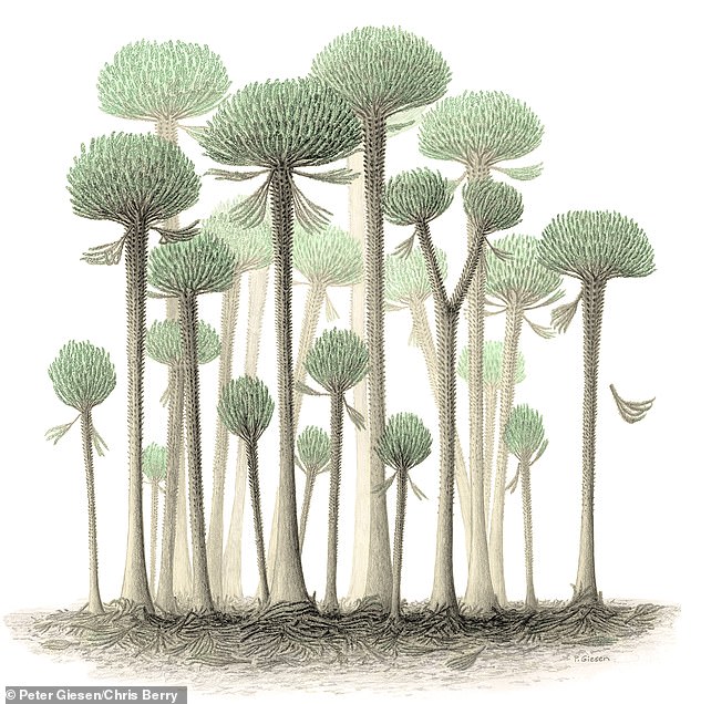 Die in Somerset gefundenen fossilen Bäume hätten nichts mit den Wäldern zu tun, die man heute im nahegelegenen Exmoor-Nationalpark findet.  Diese Calamophyton genannten Bäume hätten den Forschern zufolge ein wenig wie moderne Palmen ausgesehen (künstlerische Darstellung).