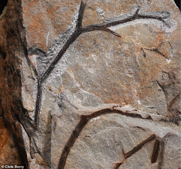 Fossile Überreste zeigen die Zweige (im Bild), die zu Boden fielen und dazu beitrugen, die Landschaft der Devon-Zeit zu verändern