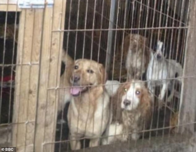 Die RPSCA fand Beay zusammen mit 36 ​​anderen Hunden unter den „schlechtesten“ Bedingungen