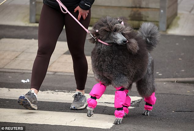 This poodle very glamorously looked away from the camera as they arrived for day one of Crufts