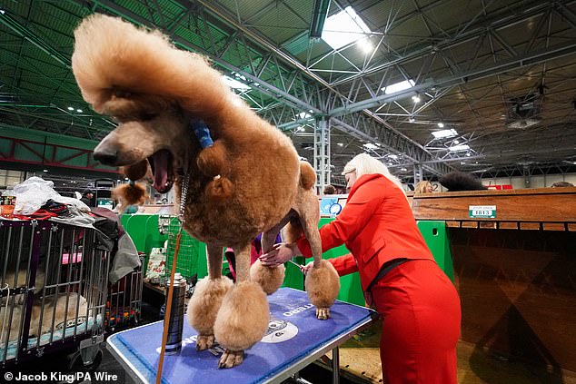 A poodle is groomed at the national exhibition centre in Birmingham at today's exciting canine event