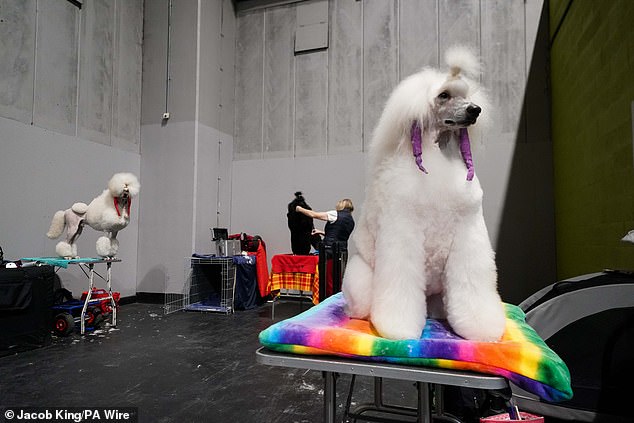 The dogs enjoyed some grooming as day one of the Crufts show kicked off in Birmingham earlier