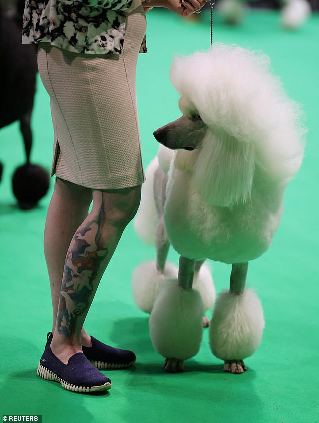 A very well-groomed poodle was pictured enjoying the Crufts dog show in Birmingham on day one of the event