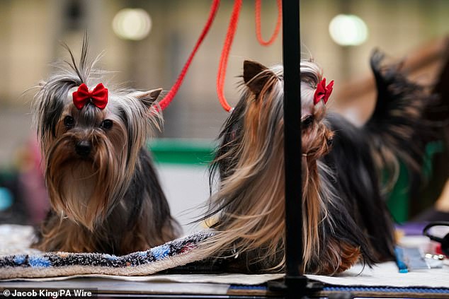 Two adorable Yorkshire Terriers fixing up their tresses with chic bows during today's show in Birmingham